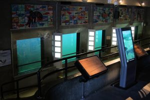 Schaufenster auf die Fischtreppe 