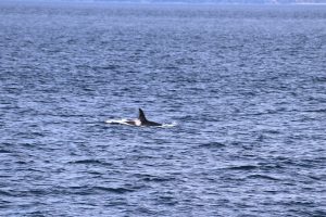 Orca