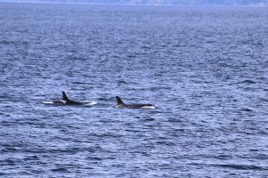 Orcas
