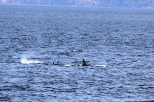 Orcas