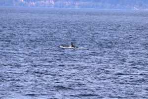 Orca