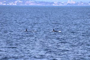 Orcas