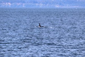 Orca