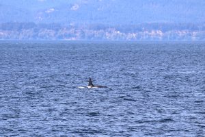Orca