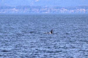 Orca