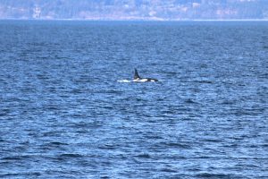 Orca