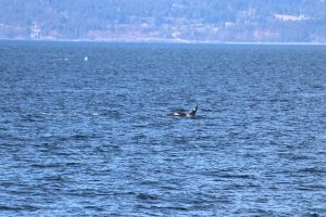 Orca