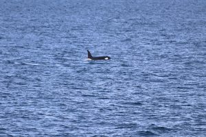 Orca
