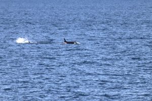 Orcas
