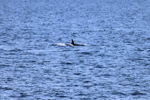 Orca