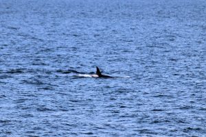 Orca