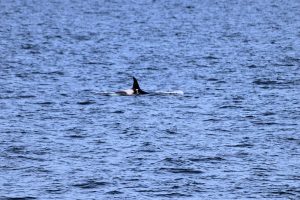 Orca