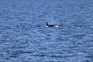Orca