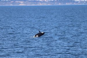 Orca beim Springen