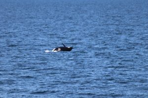 Orca beim Springen