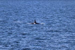 Orca