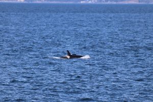 Orcas