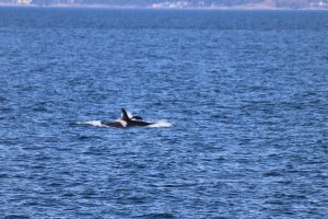 Orcas
