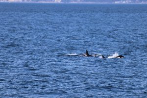 Orcas