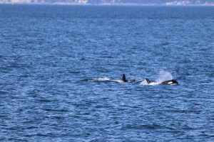 Orcas