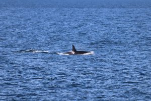 Orca