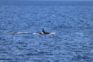 Orca