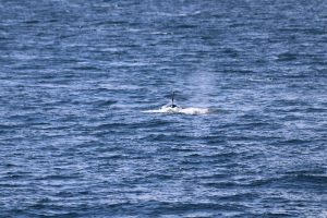 Orca von vorne