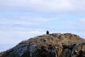 Weißkopf Seeadler 