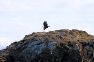 Weißkopf Seeadler beim Start