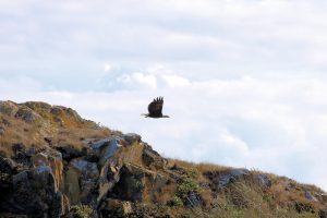 Weißkopf Seeadler