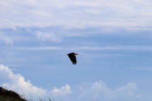 Weißkopf Seeadler