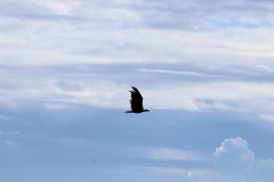 Weißkopf Seeadler