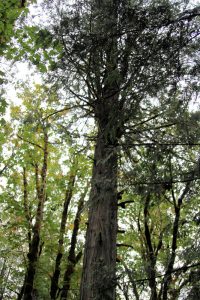 ca. 57 m hoch