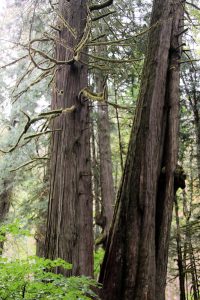 Zwei Big Western Redcedar