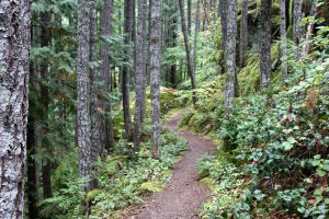 Gorge Overlook Trail