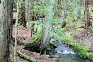 Happy Creek