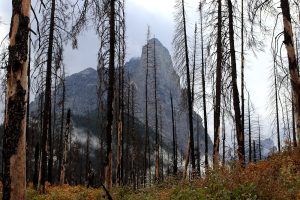 Blick auf die Berge durch verbrannten Wald