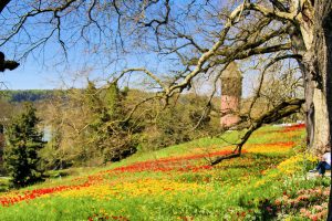 Blumenmeer, im Hintergrund der Schwedenturm