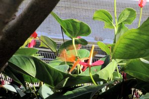 Schmetterling im Anflug