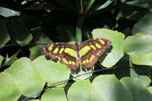 Schmetterling