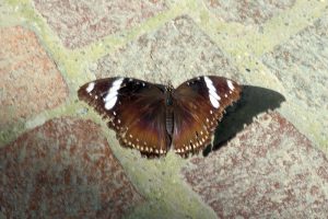 Schmetterling