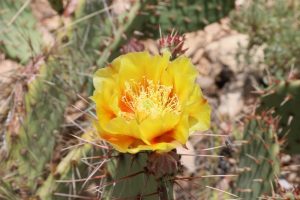Kaktusblüte