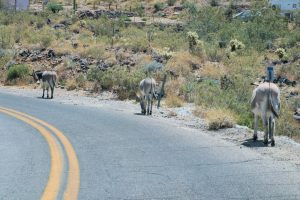 Oatman kündigt sich an
