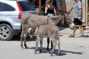 Esel in Oatman