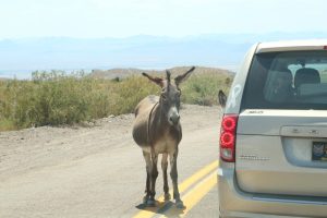 Esel am Ortsrand von Oatman