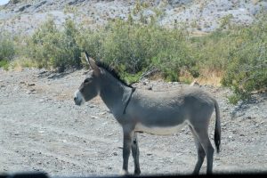 Esel am Ortsrand von Oatman