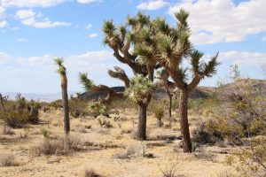 Joshua Trees