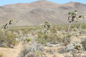 Joshua Trees