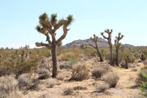 Joshua Trees