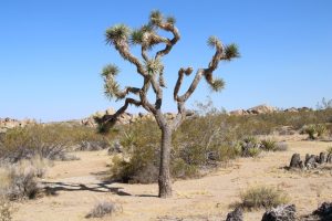 Joshua Trees